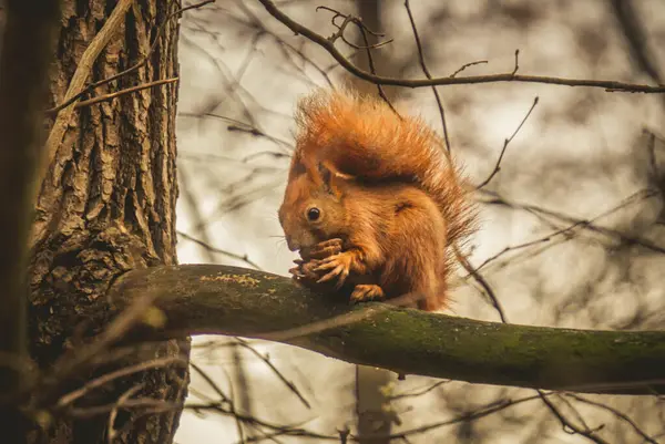 Bir sincap ağaç dalında oturmuş fındık yiyor.