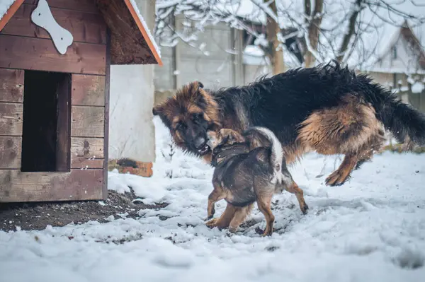 Köpek yavrusu Alman çoban köpeği.