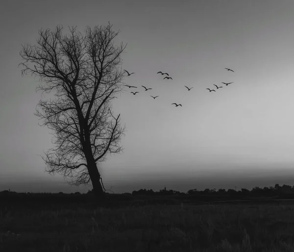 Ağaç siluetleri gökyüzüne karşı siyah ve beyaz renklerle