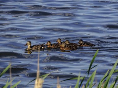 Gölde yaban ördeği