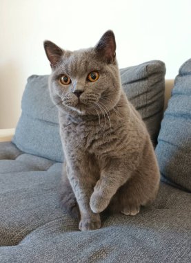 Beyaz yakalı İngiliz kısa hava kedisi.