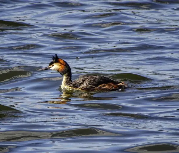 Göldeki suda güzel sarı gagalı bir ördek