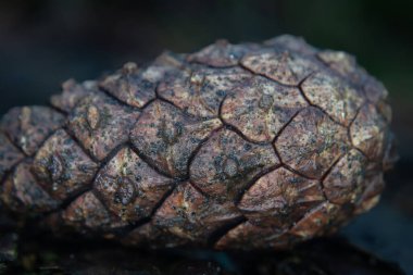 Bulanık arkaplanı olan bir kozalağın makrosu