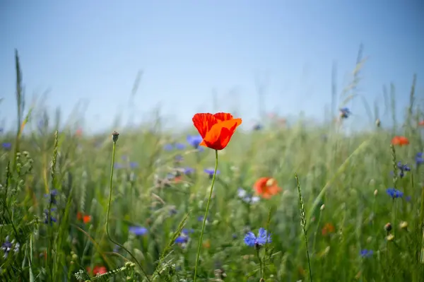 Tarladaki güzel çiçekler