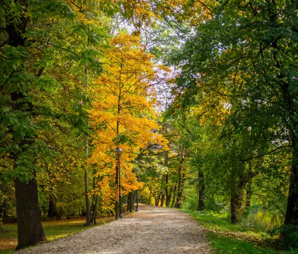 Altın sonbahar ağaçları, sarı yaprakları olan güzel sonbahar parkı..