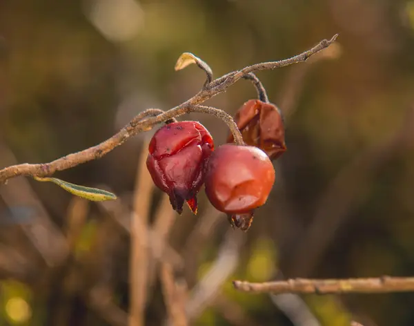 Bir dalda kırmızı bir gül kalça yakın