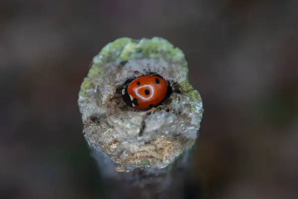 Kırmızı uğur böceğinin yakın plan fotoğrafı.