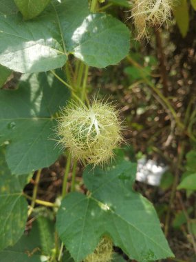 Passiflora Foetida, Kokuşmuş Tutku Çiçeği, Kokuşmuş Tutku Çiçeği