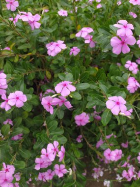 Catharanthus gül çiçeği, Cape menekşe, Madagaskar menekşesi, Vinca Rosea