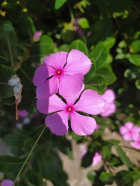 Catharanthus Roseus çiçek resmi, Cape menekşe, Madagaskar menekşesi, Vinca Major, Vinca Minor