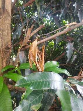 Kırık dallardan sarkan kurumuş mango yaprakları. Etrafında yeşil yapraklar var..