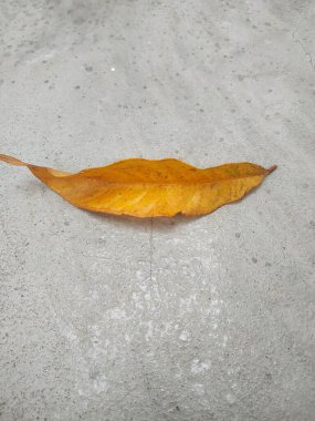 Beton zeminde turuncu kuru yaprak