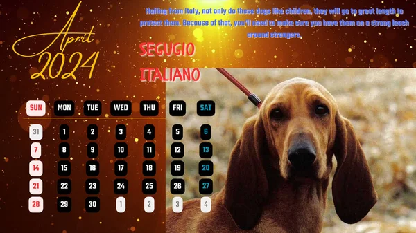 Dog Calendar 2024 13 pages April