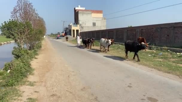 2024年3月25日在巴基斯坦拉合尔的村庄边路上游览农业区 — 图库视频影像