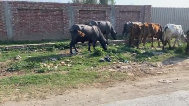 Utazás Falu Mellett Közúti Megtekintéséhez Mezőgazdasági Terület Lahore Pakisztánban Március — Stock videók