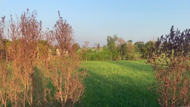 Viajando Aldeia Estrada Lateral Para Ver Área Agrícola Lahore Paquistão — Vídeo de Stock