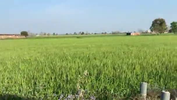Utazás Falu Mellett Közúti Megtekintéséhez Mezőgazdasági Terület Lahore Pakisztánban Március — Stock videók