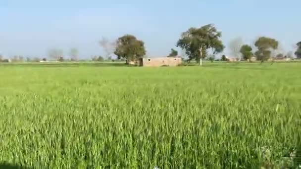 Viajando Pueblo Camino Lateral Para Ver Zona Agrícola Lahore Pakistán — Vídeo de stock