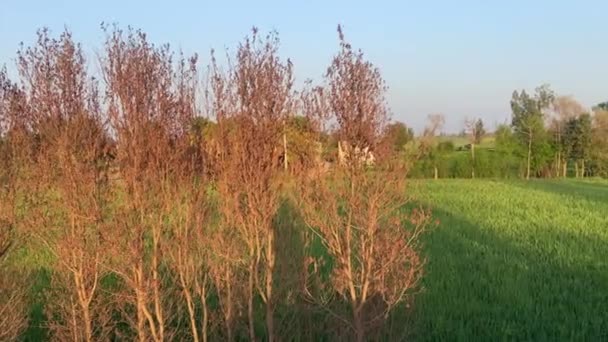 Perjalanan Desa Sisi Jalan Untuk Melihat Daerah Pertanian Lahore Pakistan — Stok Video
