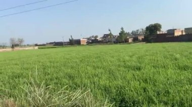 25 Mart 2024 'te Lahor Pakistan' daki tarım alanını görmek için yan yoldaki köyde seyahat etmek