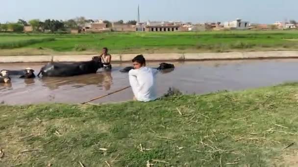 Reser Byn Sidovägen För Att Jordbruksområdet Lahore Pakistan Den Mars — Stockvideo