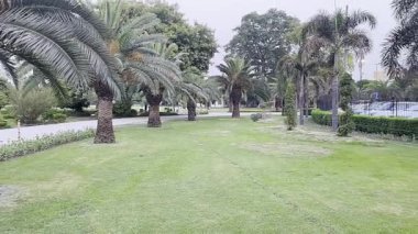 Şehrin arka planında palmiye ağaçları.
