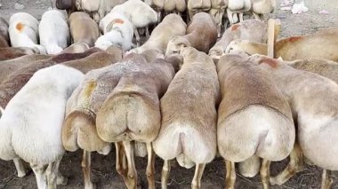 Çiftlikteki koyunlar