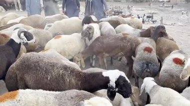 Hayvanat bahçesindeki bir grup hayvan.