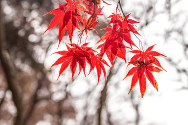 Sonbaharda ormandaki akçaağaç manzarası