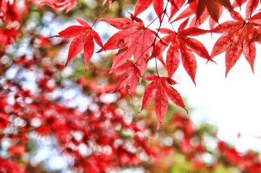 Sonbaharda ormandaki akçaağaç manzarası