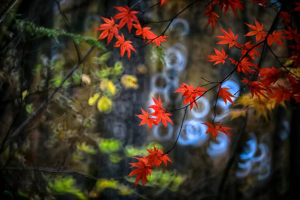 Maple Scenery Woods Late Autumn — Stock Photo, Image