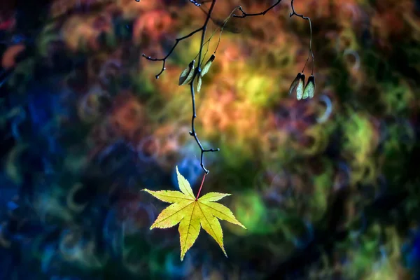 秋の森のメープル風景 — ストック写真