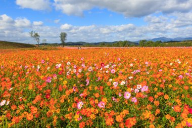 Kozmosun çiçek açtığı sonbahar manzarası