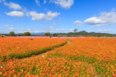 Kozmosun çiçek açtığı sonbahar manzarası