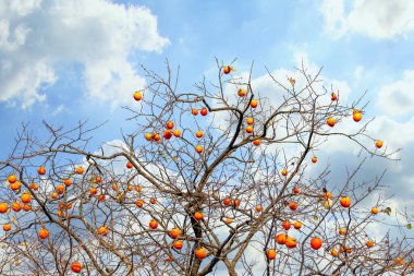 Saksağanlar ve hurma ağaçları