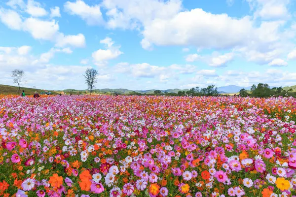 Kozmosun Çiçek Açtığı Sonbahar Manzarası — Stok fotoğraf