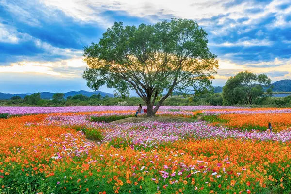 Kozmosun çiçek açtığı sonbahar manzarası