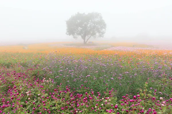 Kozmosun çiçek açtığı sonbahar manzarası