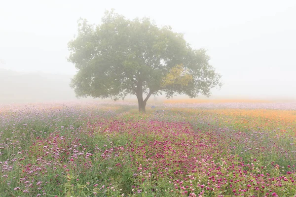 Kozmosun çiçek açtığı sonbahar manzarası