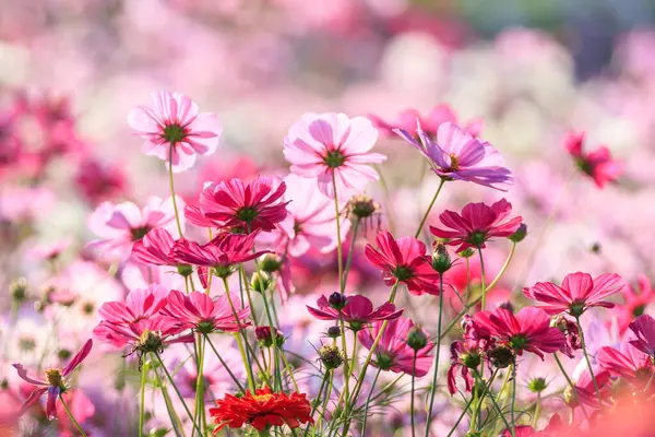 Autumn Field Scenery Cosmos Blooming — Stock Photo, Image