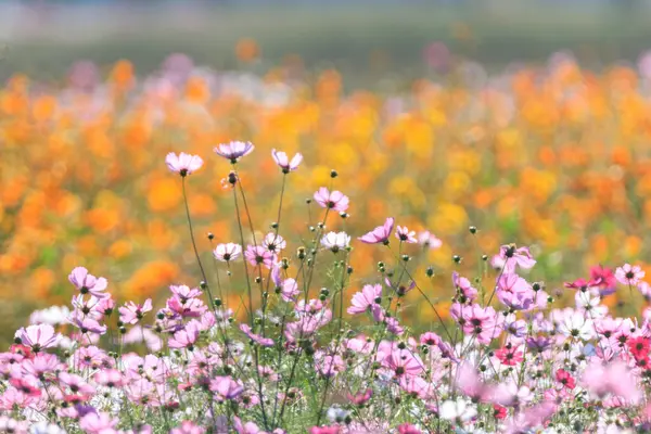 Kozmosun çiçek açtığı sonbahar manzarası