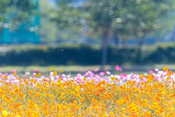 Kozmosun çiçek açtığı sonbahar manzarası