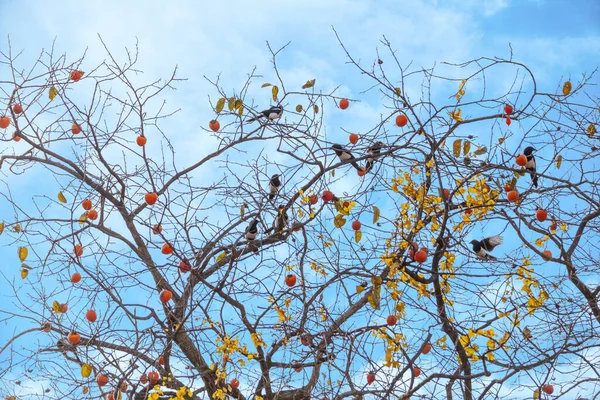 Saksağanlar ve hurma ağaçları