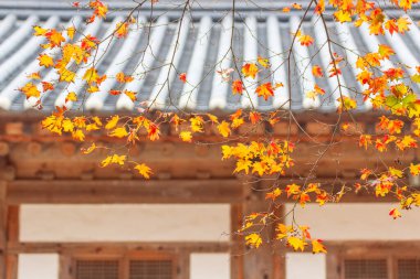 Sonbahar yapraklı bir vadide bir orman sahnesi