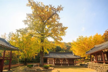 Kore Geleneksel Evi 'nde Ginkgo Ağacı