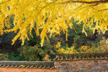 Kore Geleneksel Evi 'nde Ginkgo Ağacı