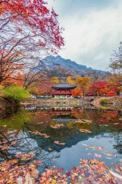 Dağ Vadisi 'nde Sonbahar Akçaağaç Sahnesi