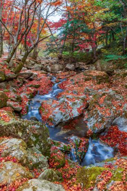 Dağ Vadisi 'nde Sonbahar Akçaağaç Sahnesi