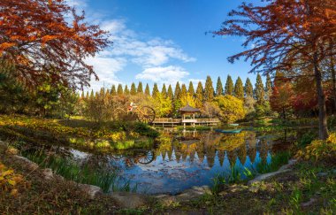 Sonbahar yapraklarıyla ormanın güzel manzarası