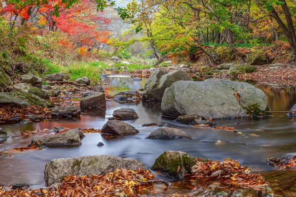Sonbahar yapraklı bir vadide bir orman sahnesi